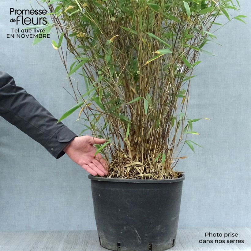 Spécimen de Bashania fargesii - Bambou argenté Pot de 12L/15L tel que livré en automne