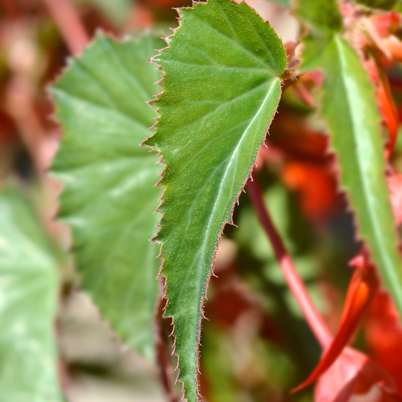 Begonia boliviensis Santa Cruz - Bégonia retombant (Feuillage)