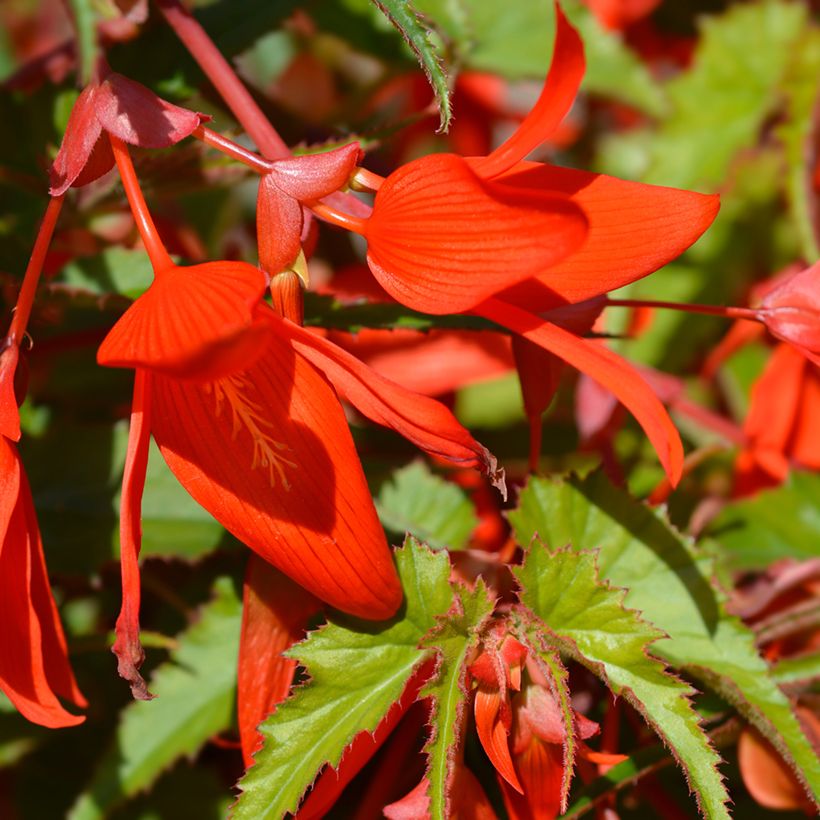 Begonia boliviensis Santa Cruz - Bégonia retombant (Floraison)