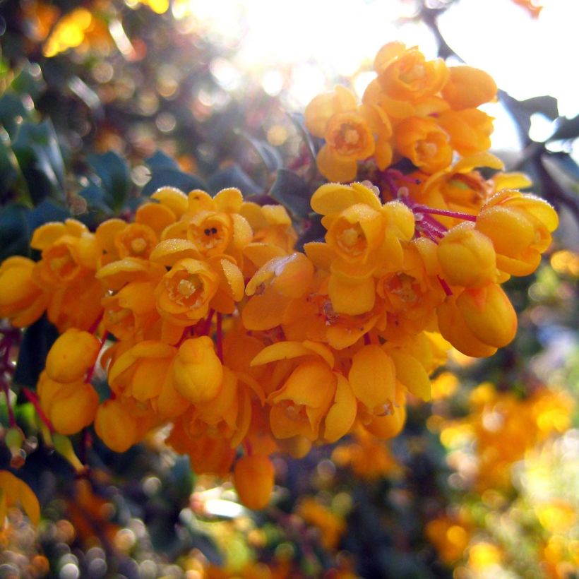 Berberis darwinii Compacta - Épine-vinette (Floraison)