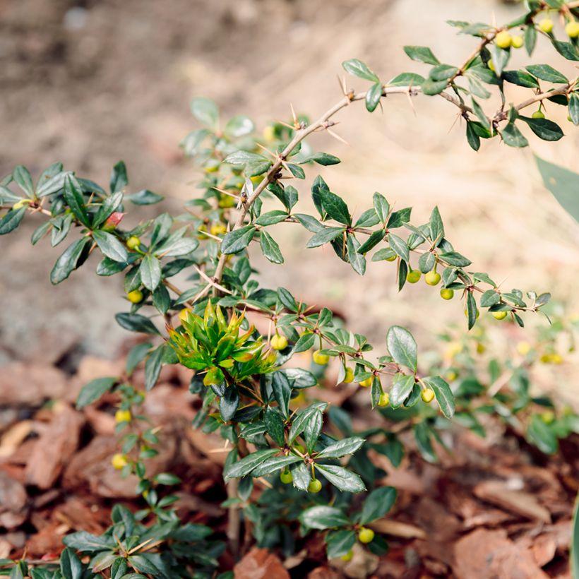 Berberis darwinii Compacta - Épine-vinette (Port)