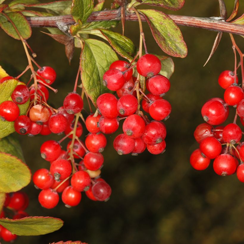 Berberis koreana - Epine-vinette de Corée (Récolte)