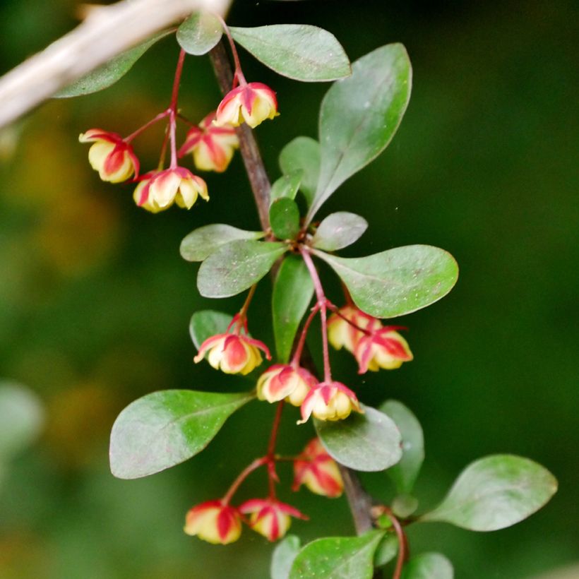 Berberis koreana - Epine-vinette de Corée (Floraison)