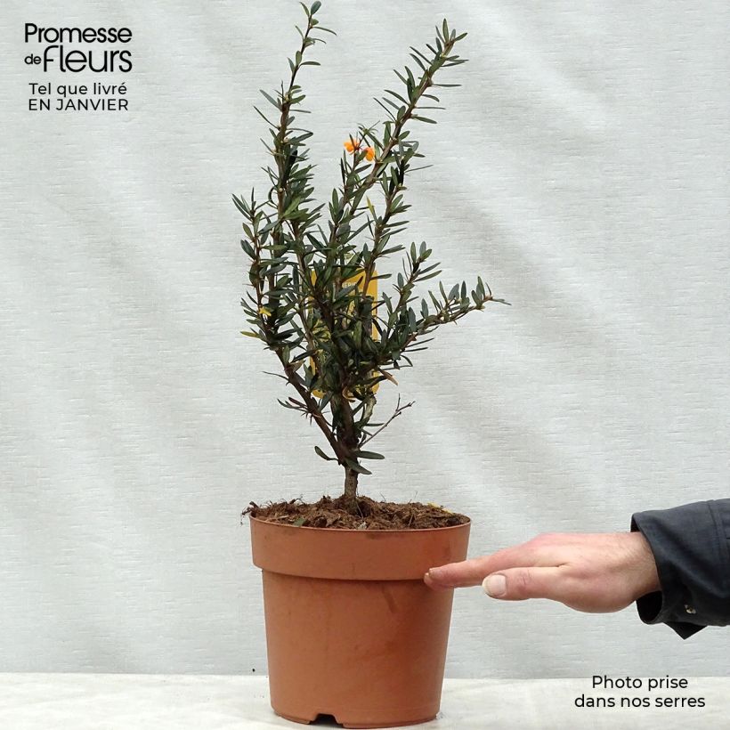 Spécimen de Berberis linearifolia Orange King - Epine-vinette Pot de 3/4L tel que livré en hiver