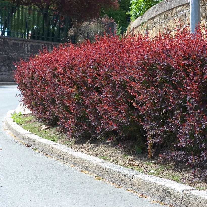 Berberis ottawensis Auricoma - Epine-vinette. (Port)