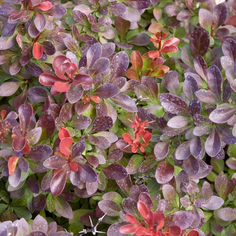 Berberis thunbergii Cabernet - Epine-vinette (Feuillage)