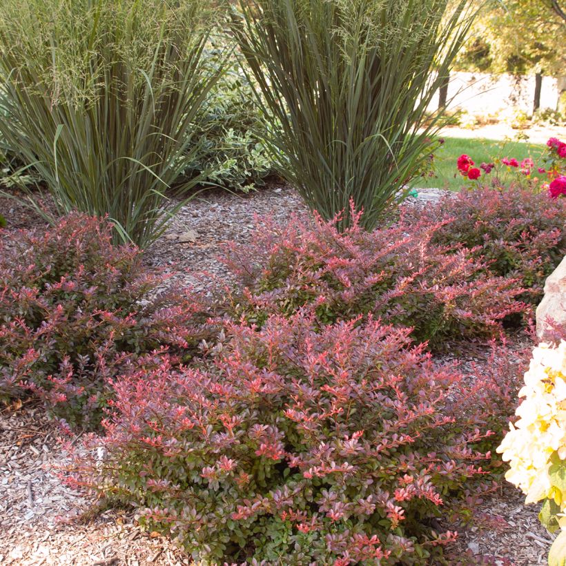 Berberis thunbergii Cabernet - Epine-vinette (Port)