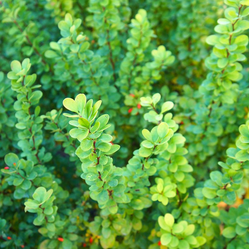 Berberis thunbergii Erecta - Epine-vinette (Feuillage)