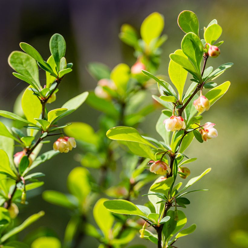 Berberis thunbergii Erecta - Epine-vinette (Floraison)