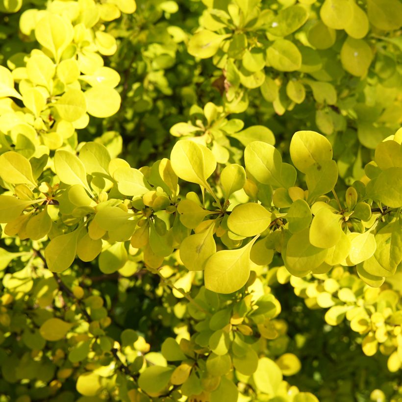 Berberis thunbergii Golden Carpet - Epine-vinette (Feuillage)