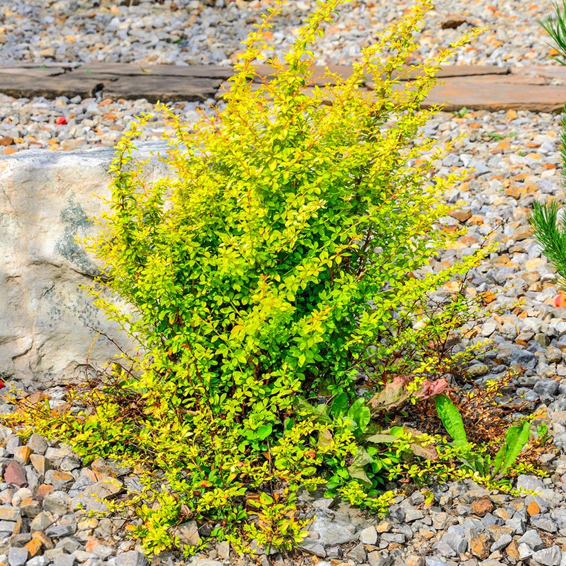 Berberis thunbergii Golden Rocket - Epine-vinette  (Port)