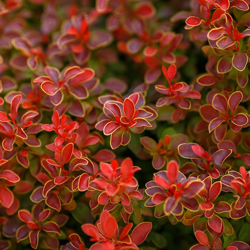 Berberis thunbergii Golden Ruby - Epine-vinette (Feuillage)