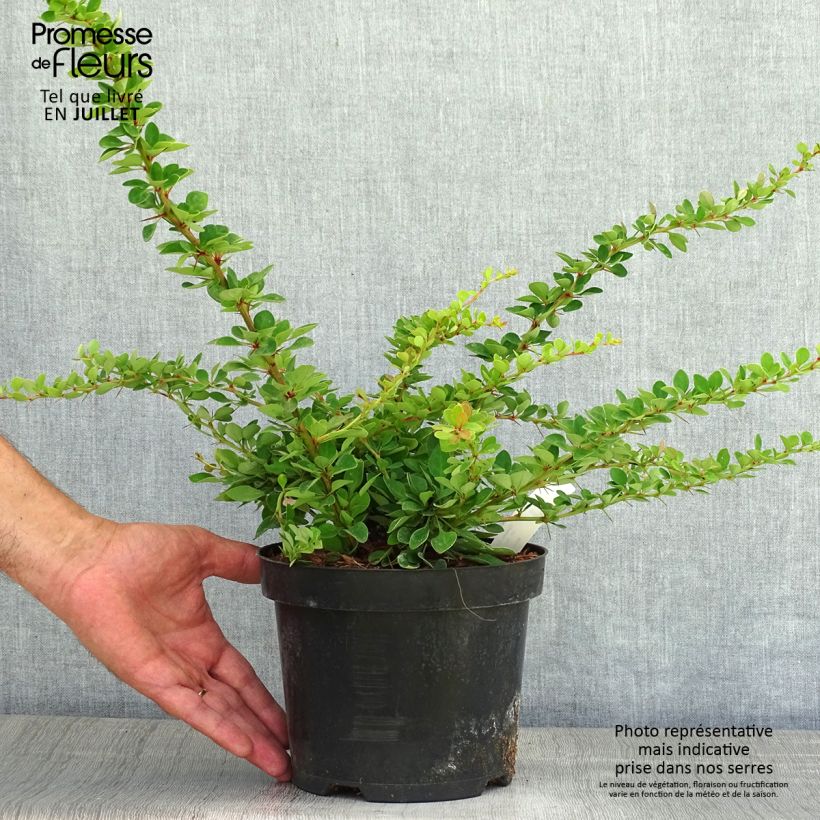 Spécimen de Berberis thunbergii Green Carpet - Epine-vinette tel que livré en été