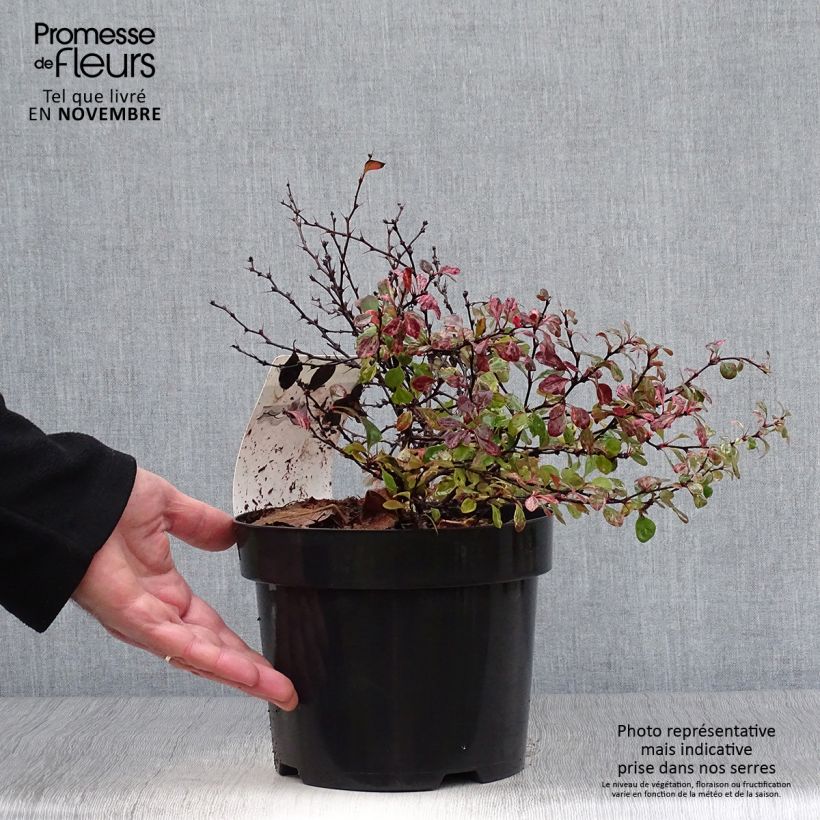 Spécimen de Berberis thunbergii Inspiration - Épine-vinette Pot de 2L/3L tel que livré en automne