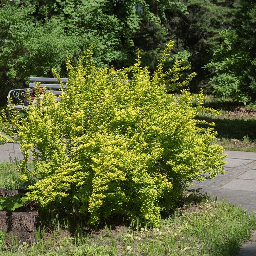 Berberis thunbergii Maria - Épine-vinette (Port)