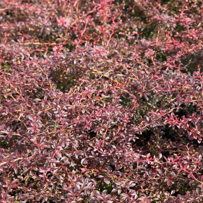 Berberis thunbergii Orange Dream (Feuillage)