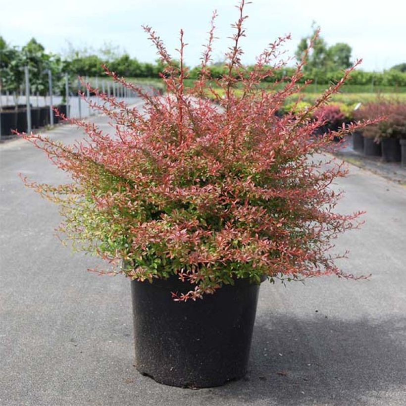 Berberis thunbergii Orange Dream (Port)