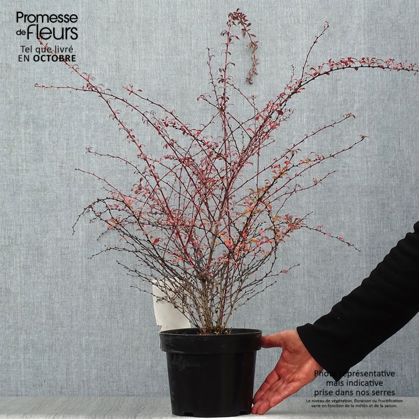 Spécimen de Berberis thunbergii Red Dream - Epine-vinette en pot de 3/4L tel que livré en automne