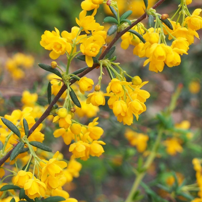 Berberis x stenophylla - Épine-vinette à feuilles étroites  (Floraison)