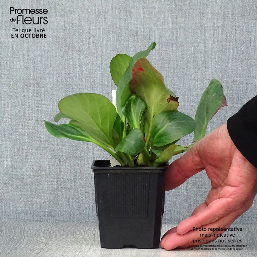 Spécimen de Bergenia Bartok - Plante des savetiers Godet de 8/9 cm tel que livré en automne