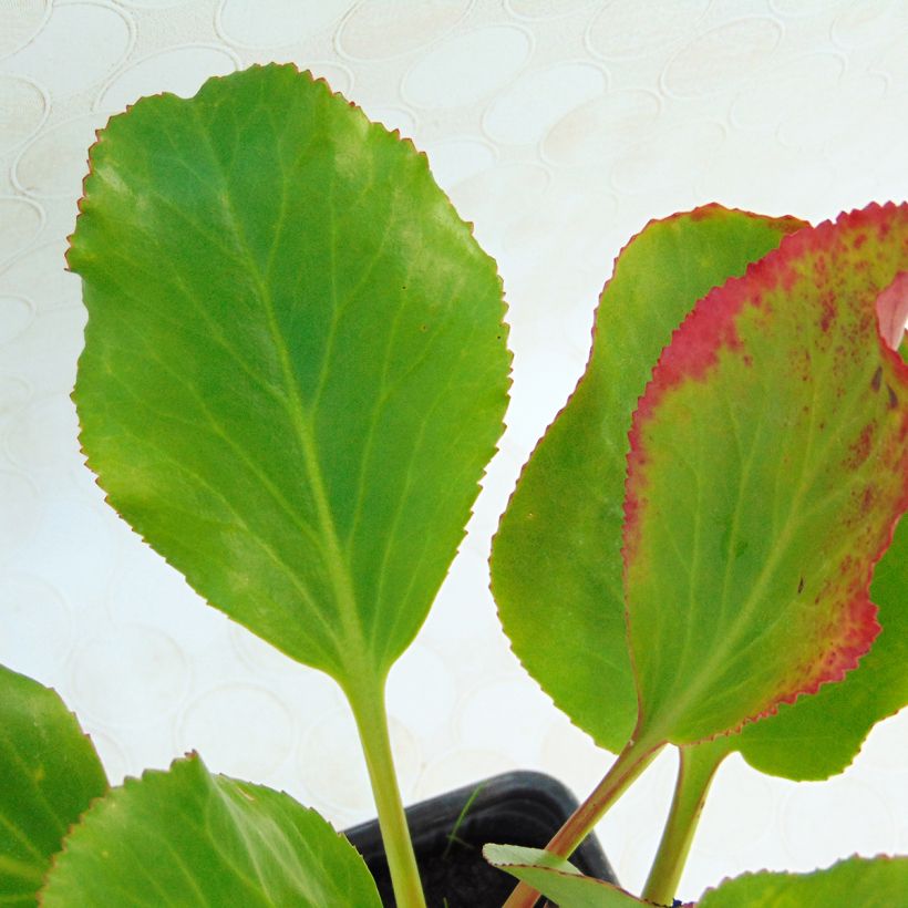 Bergenia Rotblum - Plante des savetiers (Feuillage)