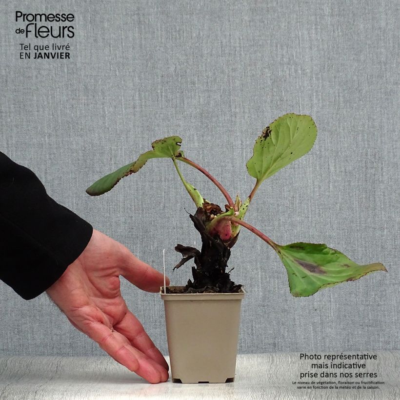 Spécimen de Bergenia schmidtii - Plante des savetiers Godet de 8/9 cm tel que livré en hiver