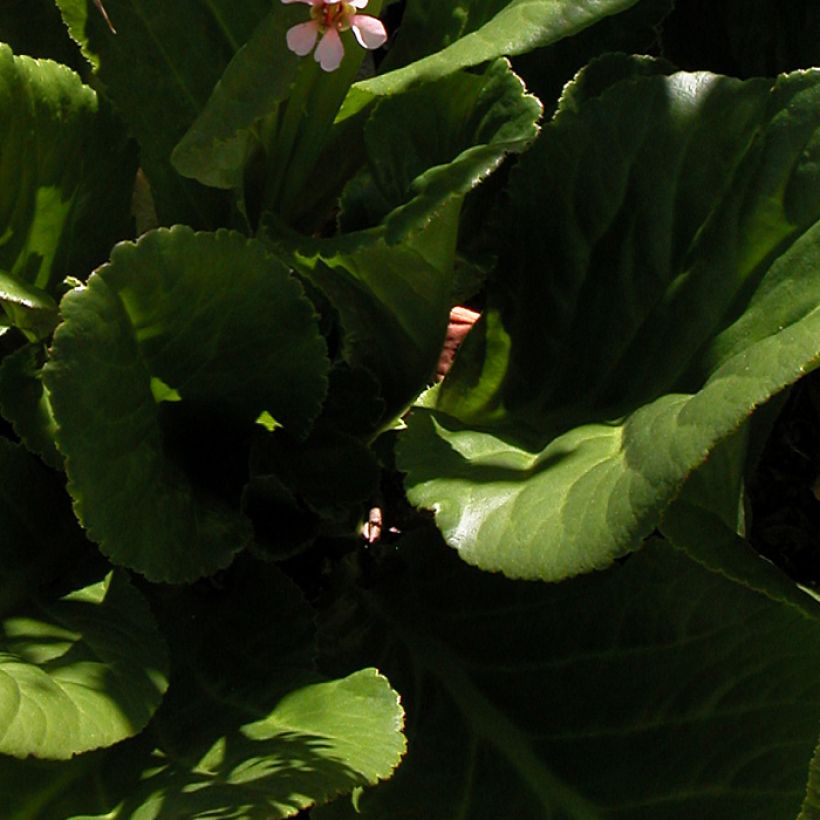 Bergenia stracheyi - Plante des savetiers (Feuillage)