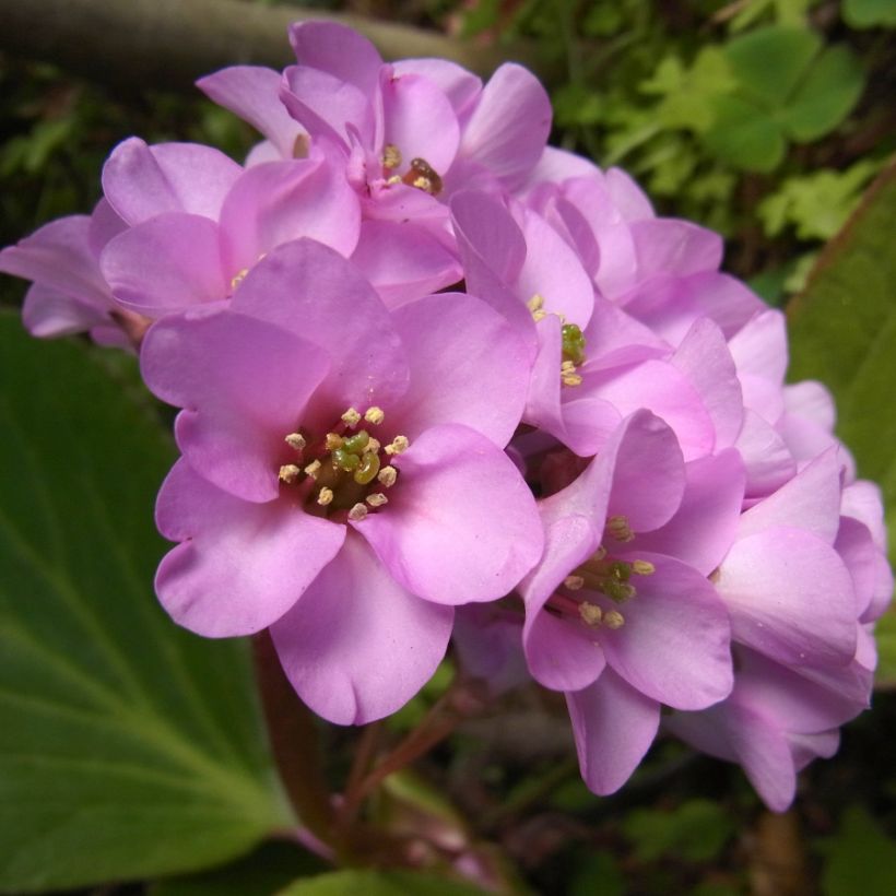 Bergenia stracheyi - Plante des savetiers (Floraison)