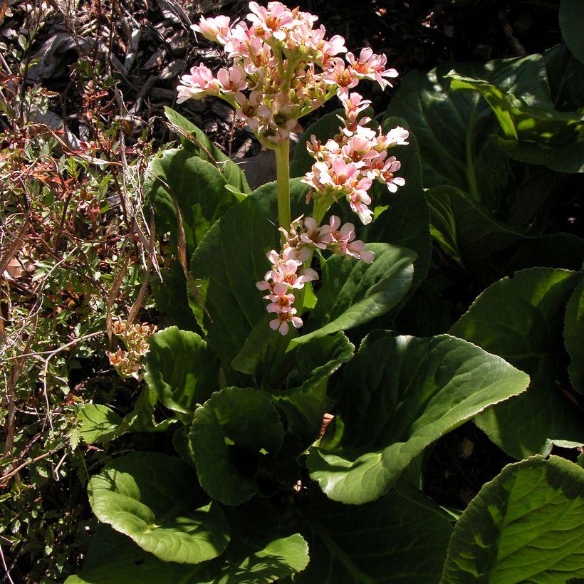 Bergenia stracheyi - Plante des savetiers (Port)