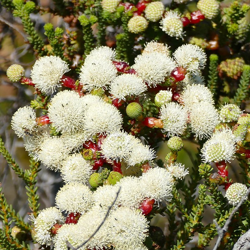 Berzelia lanuginosa - Buttonbush (Floraison)