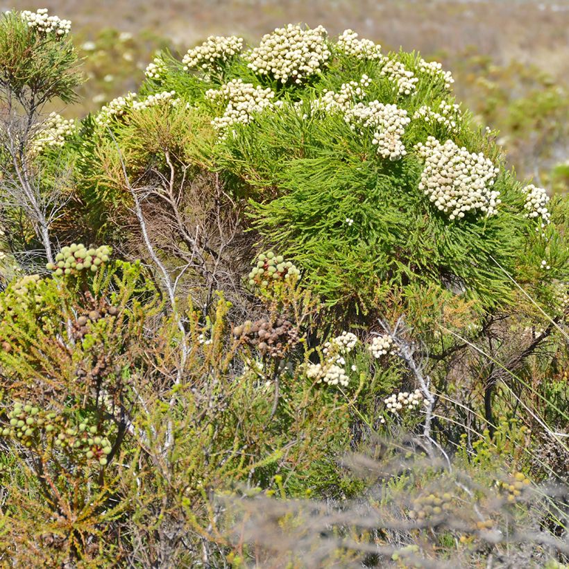 Berzelia lanuginosa - Buttonbush (Port)