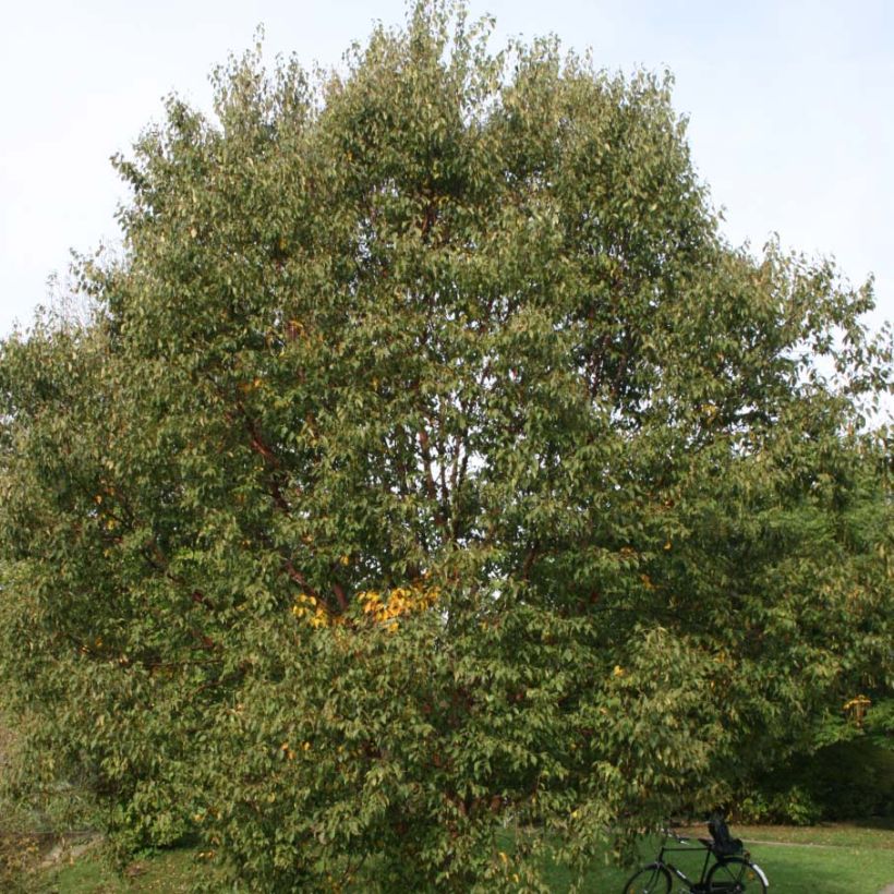 Betula albosinensis Blason - Bouleau de Chine (Feuillage)