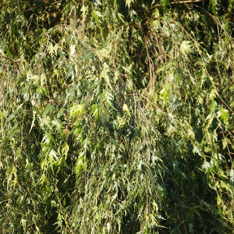 Bouleau pleureur - Betula pendula Gracilis (Feuillage)