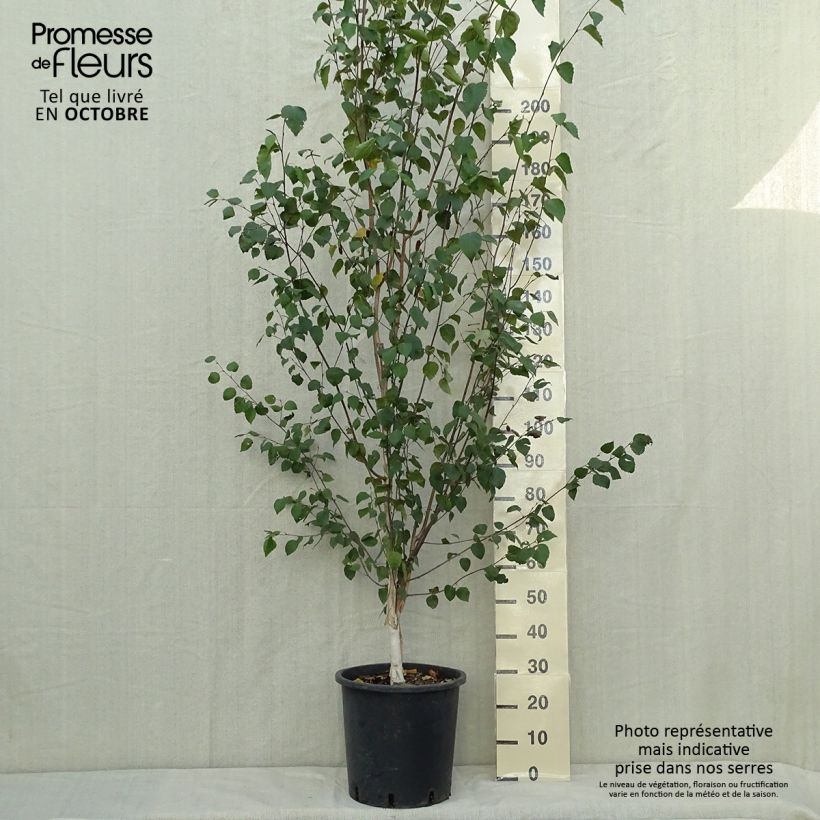 Spécimen de Betula pendula (alba, verrucosa) 150/200cm en pot de 18L.- Bouleau pleureur. tel que livré en automne