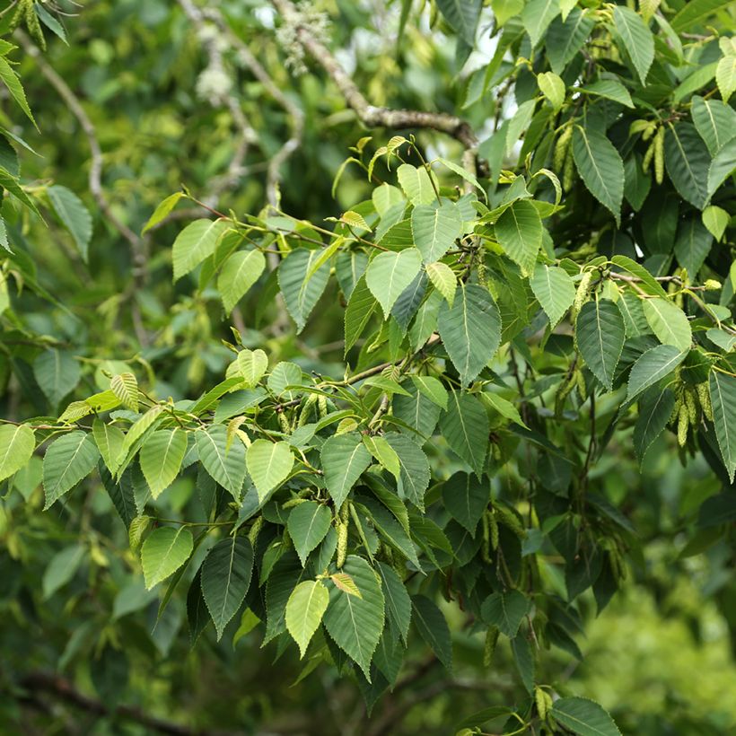 Bouleau de l'Himalaya - Betula utilis var. prattii (Feuillage)