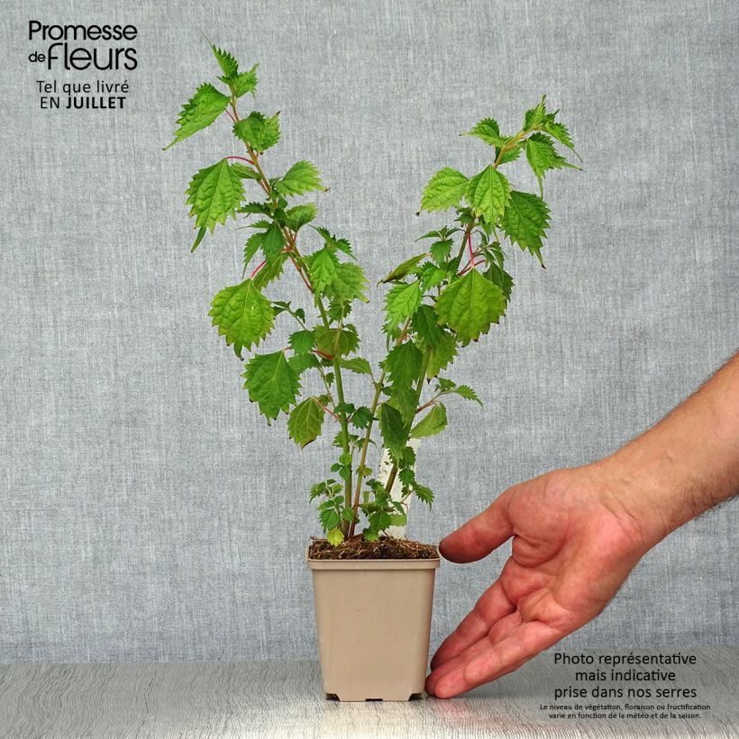 Spécimen de Boehmeria spicata - Ortie de Chine arbustive tel que livré en été