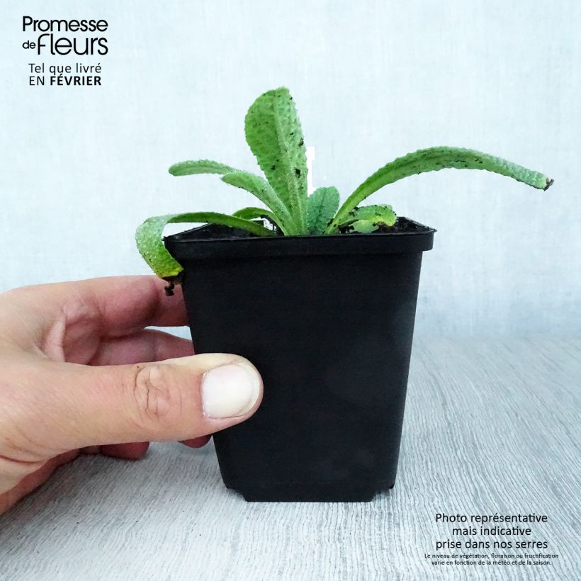 Spécimen de Borago pygmaea - Bourrache vivace naine Godet de 8/9 cm tel que livré en automne