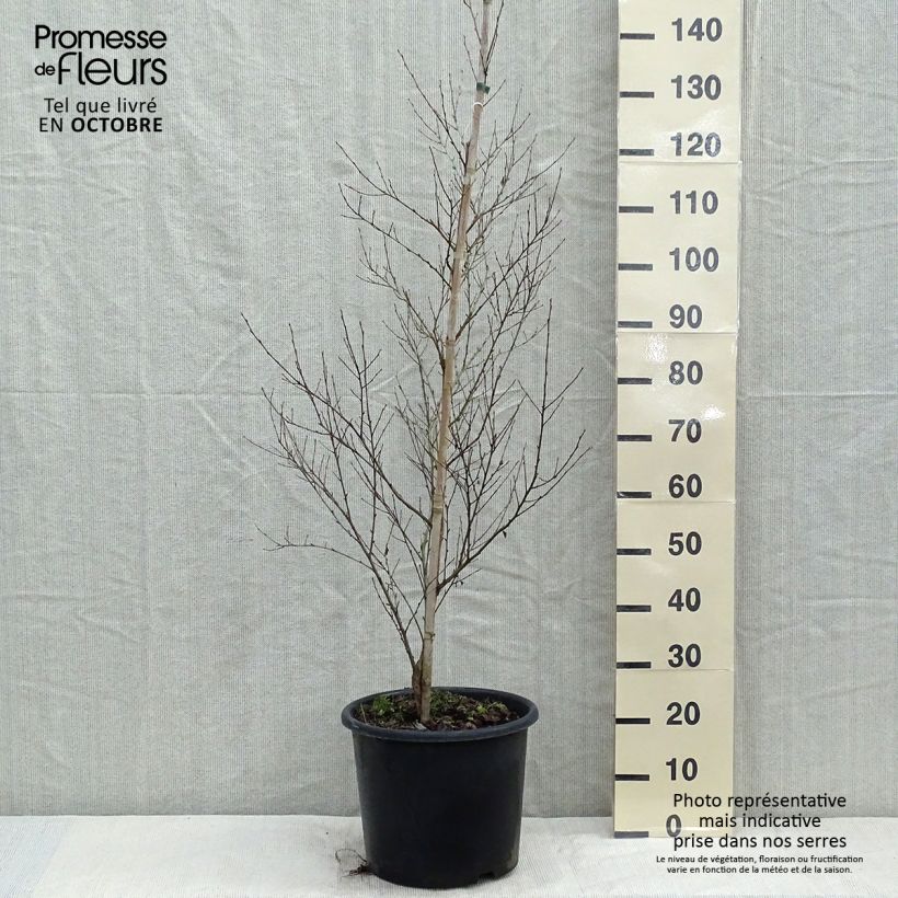 Spécimen de Bouleau noir - Betula nigra tel que livré en automne