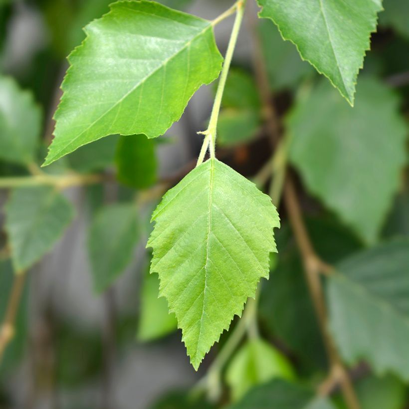 Bouleau noir - Betula nigra Summer Cascade (Feuillage)