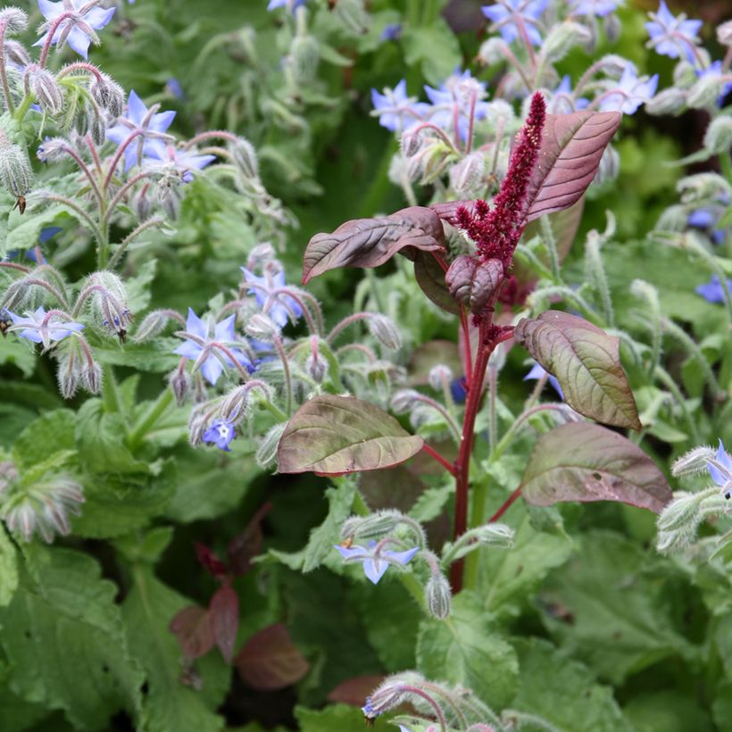 Bourrache BIO - Borago officinalis (Port)