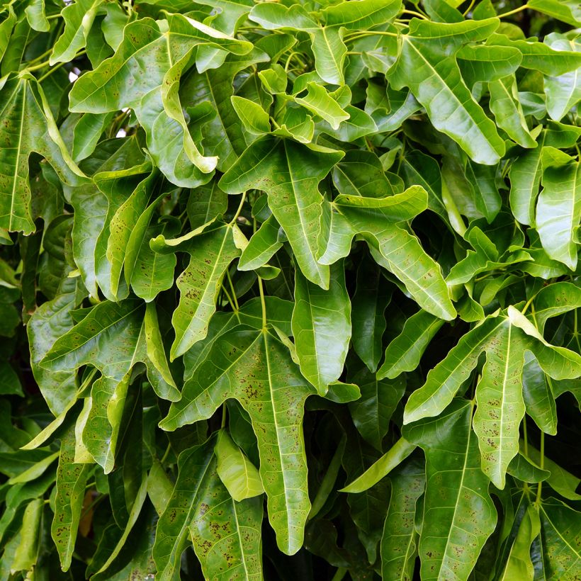 Brachychiton acerifolius (Feuillage)