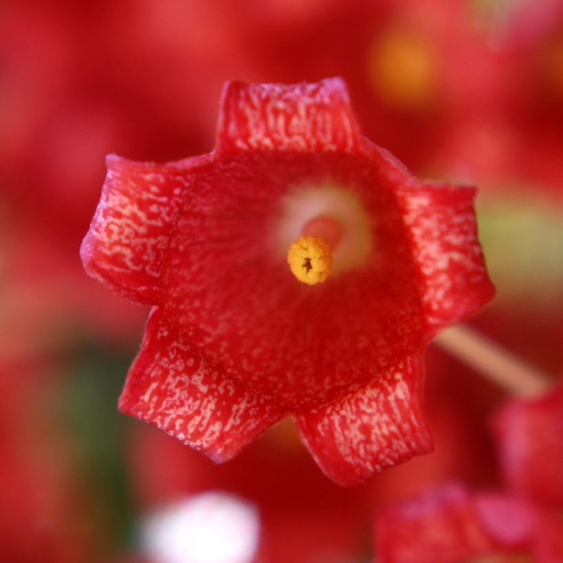 Brachychiton acerifolius (Floraison)