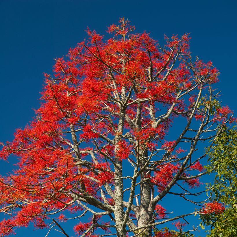 Brachychiton acerifolius (Port)