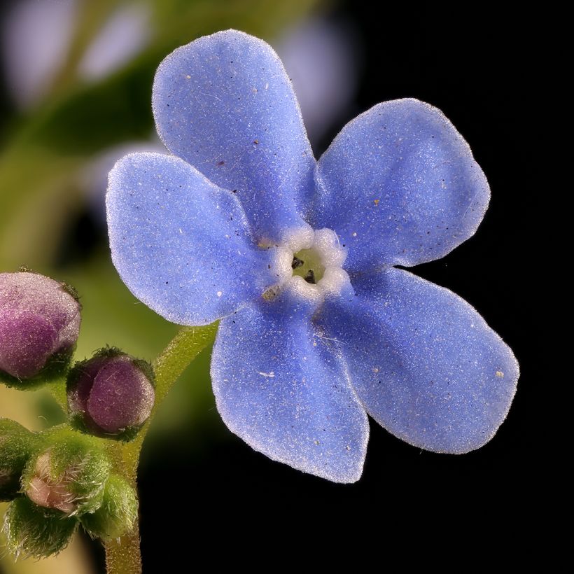 Brunnera sibirica - Myosotis du Caucase (Floraison)