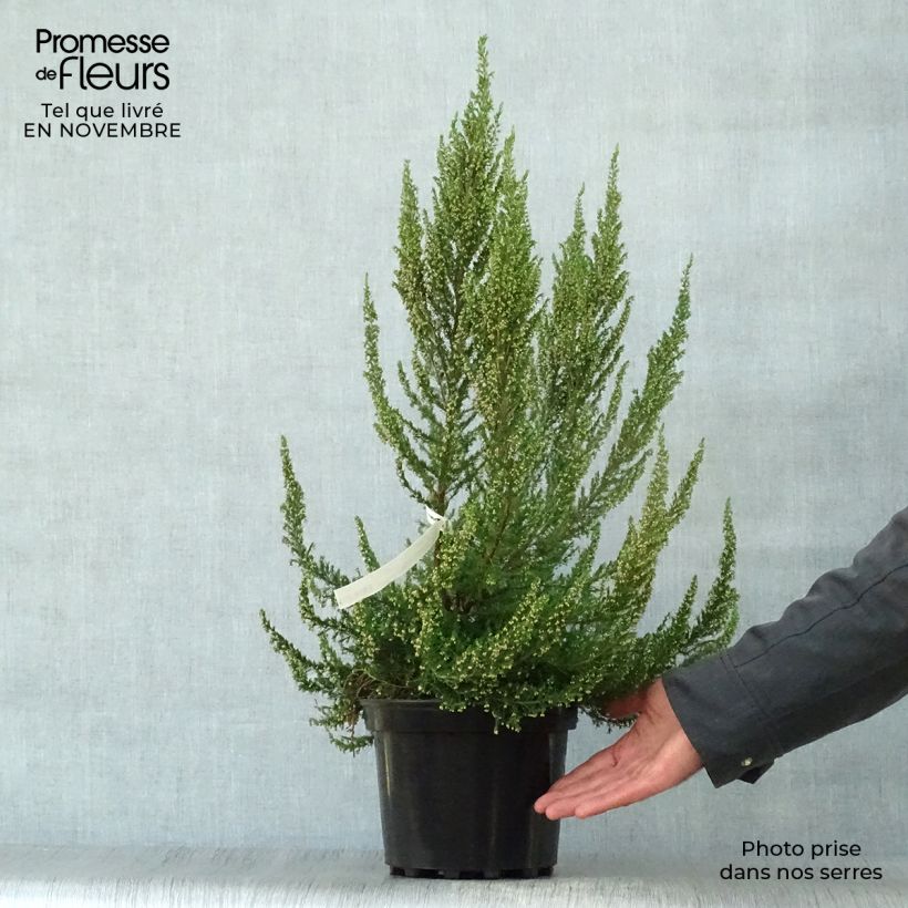 Spécimen de Bruyère arborescente Great Star Le Vasterival Pot de 4L/5L tel que livré en automne