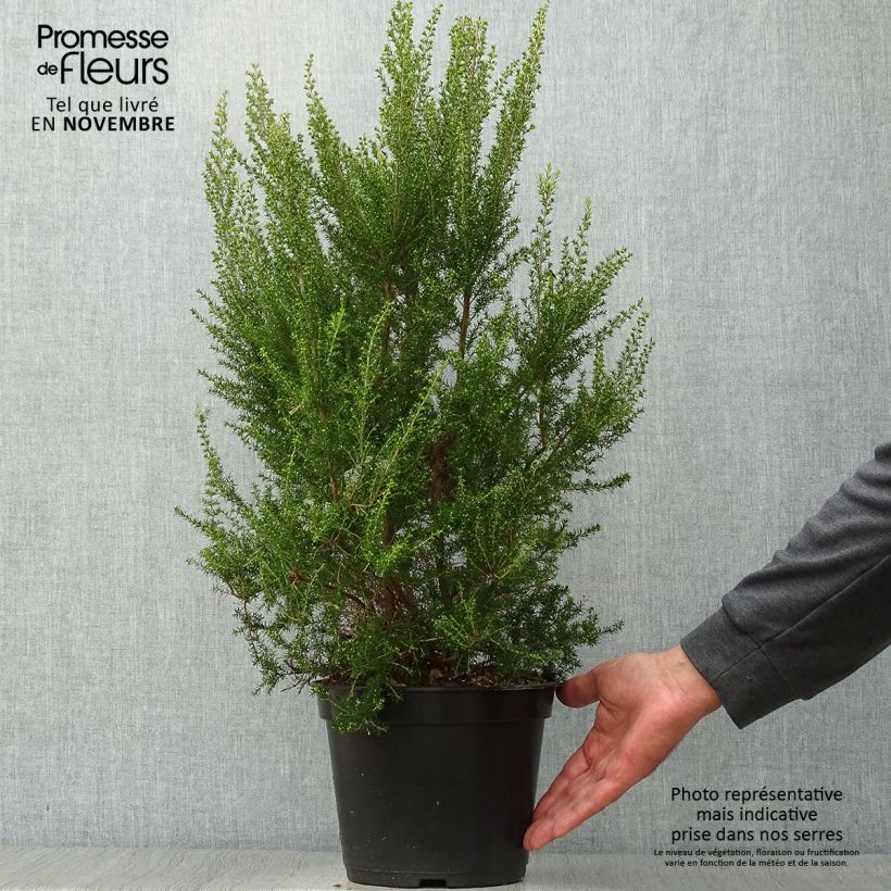 Spécimen de Bruyère arborescente Pink Joy - Erica arborea Pot de 4L/5L tel que livré en automne