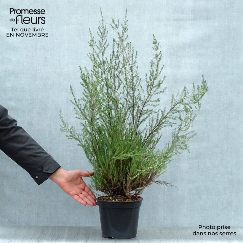 Spécimen de Bruyère de l'ouest - Erica mediterranea Pot de 3L/4L tel que livré en automne