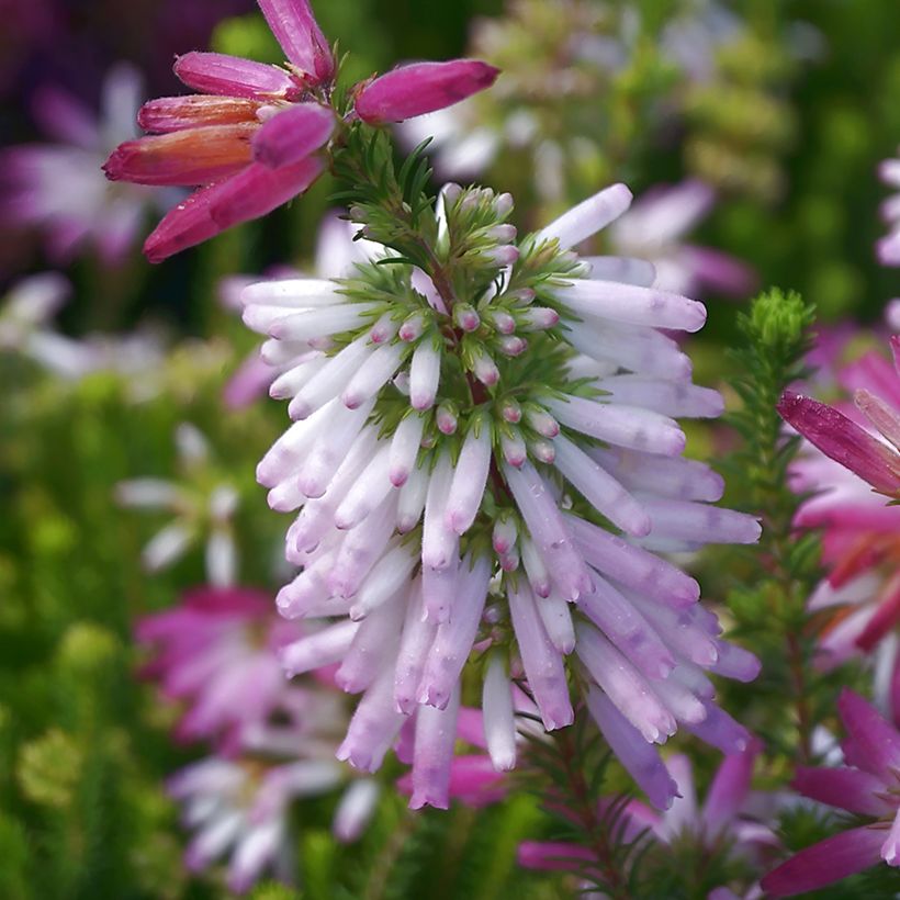 Bruyère du Cap - Erica verticillata (Floraison)