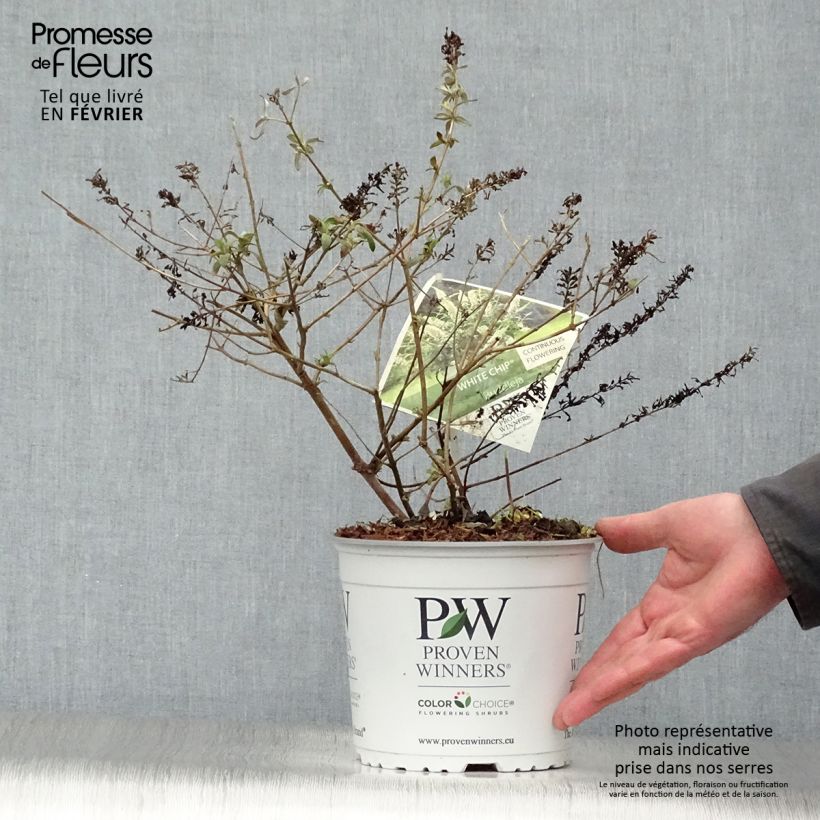 Spécimen de Buddleia White Chip  - Arbre aux papillons nain Pot de 2L/3L tel que livré en hiver