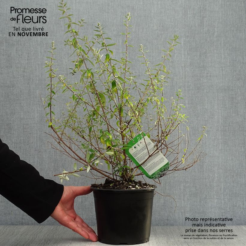 Spécimen de Buddleia alternifolia Unique - Arbre aux papillons nain Pot de 3L/4L tel que livré en automne